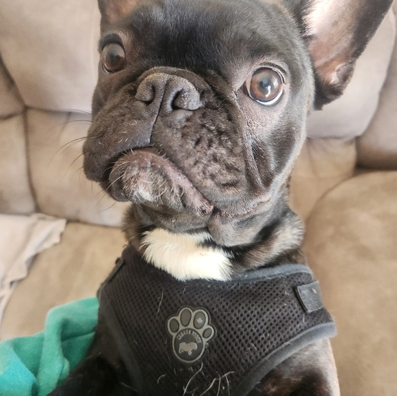 Meet your Posher, Posh - Picture 8 of 8